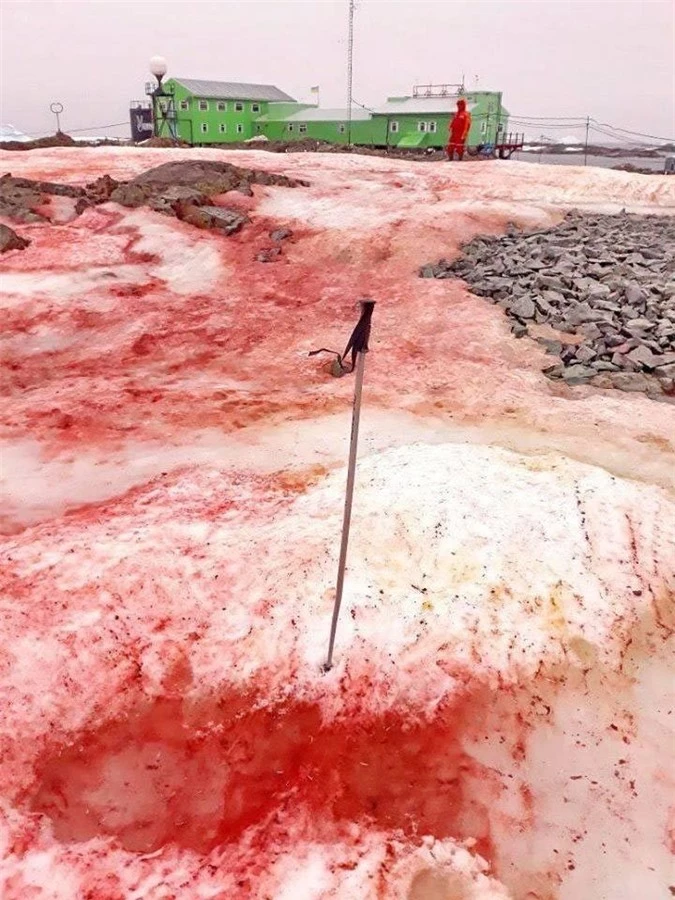 Tuyết đỏ như máu bao phủ quanh trạm nghiên cứu ở Nam cực