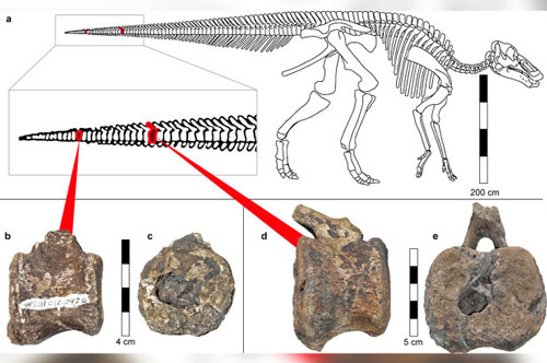 Sốc: khủng long 66 triệu tuổi sở hữu thứ tưởng chỉ có ở con người
