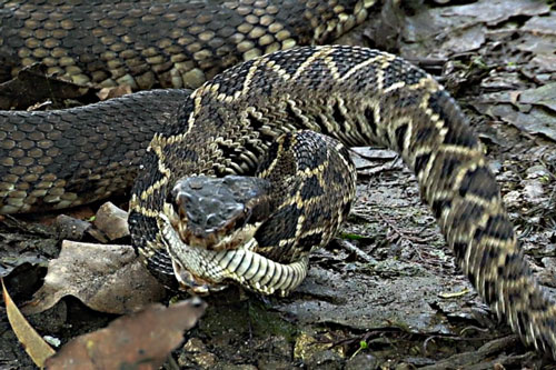 ‘Cái kết’ cực thảm cho rắn đuôi chuông khi đi nhầm vào lãnh địa của rắn cực độc