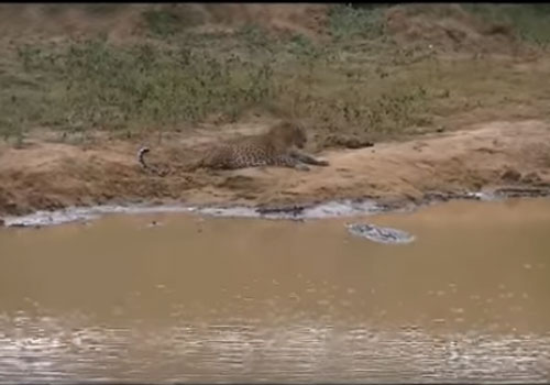 CLIP: Cá sấu tấn công báo hoa mai