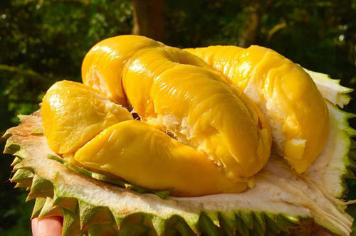 Những món kết hợp với sầu riêng tạo thành "chất kịch độc", có thể tử vong trong tích tắc