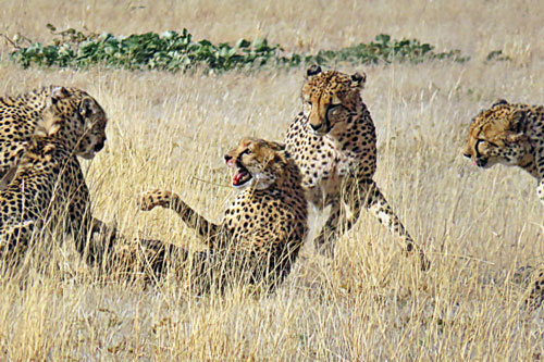 Báo săn suýt chết khi bị đồng loại ‘đánh hội đồng’