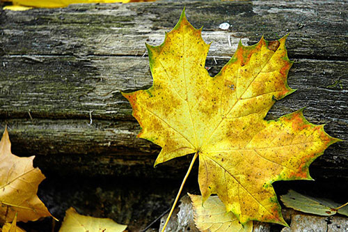 Những câu nói vừa "chát" vừa "thâm thúy" của người xưa giúp bạn sống khôn ra từng giờ