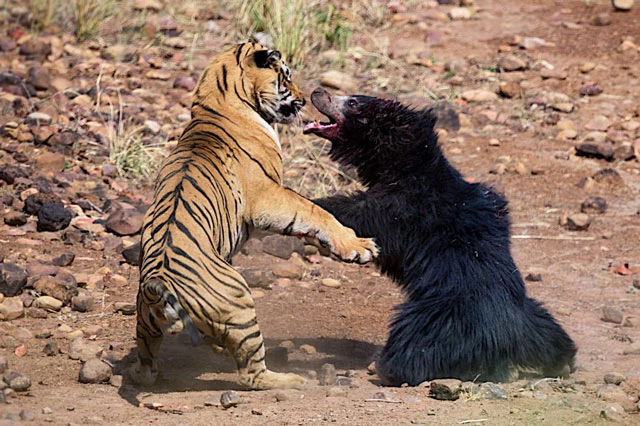 Gấu tấn công hổ để bảo vệ con.