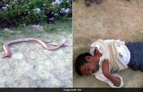 Người đàn ông tức giận nhai đầu con rắn vì dám cả gan cắn ông