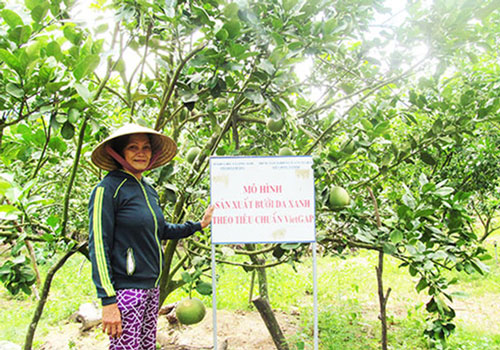 Khánh Hòa: Hiệu quả, an toàn từ bưởi da xanh