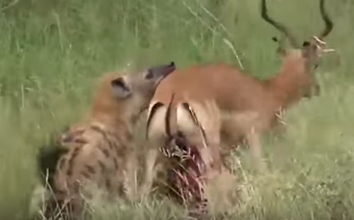 CLIP: Linh cẩu 'mổ bụng' ăn sống linh dương