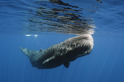 Khám phá bất ngờ về ‘giọng nói’ của cá nhà táng: Đủ sức giết người trong chớp mắt