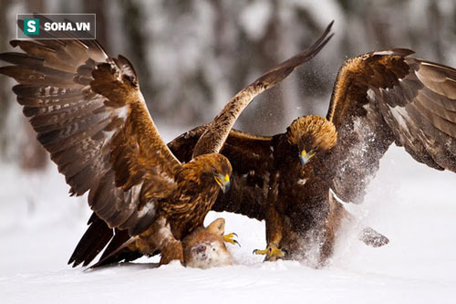 Giành nhau xác cáo, hai đại bàng vàng có màn kịch chiến nảy lửa trên tuyết trắng