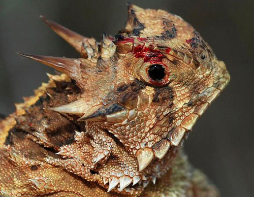 "Rùng mình" với loài thằn lằn phun máu từ mắt để chống lại kẻ thù