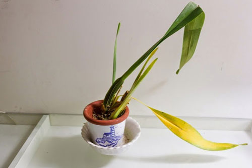 Mẹo "hồi sinh" cây cảnh héo úa không phải ai cũng biết