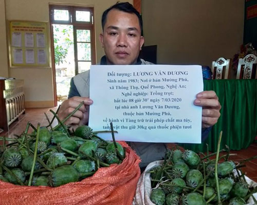 Nghệ An: Bắt đối tượng giấu 30kg quả thuốc phiện tươi