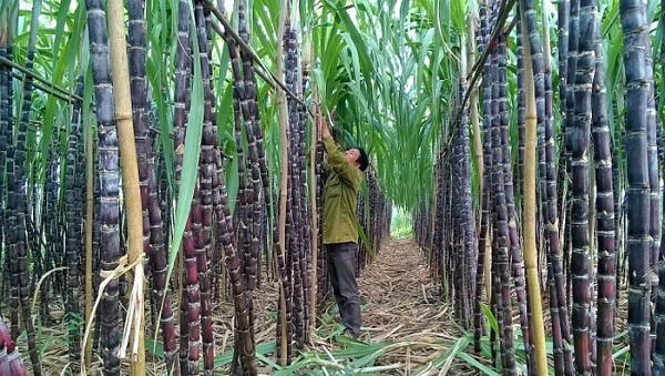 Xóa bỏ hạn ngạch NK trong ngành mía đường: Điều cần làm của DN Việt Nam