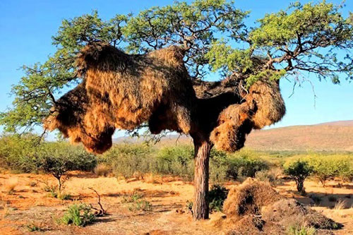 CLIP: 'Choáng váng' với chiếc tổ nặng hơn một tấn của chim thợ dệt