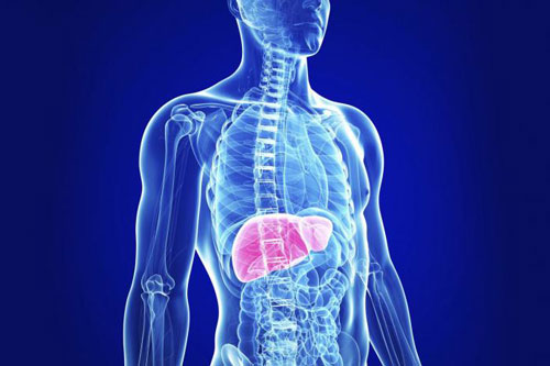 CLIP: Khám phá 'từ A đến Z' cơ thể con người