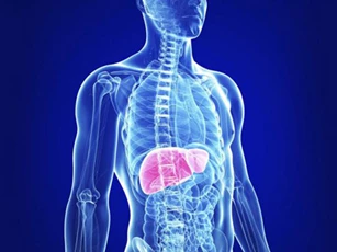 CLIP: Khám phá 'từ A đến Z' cơ thể con người