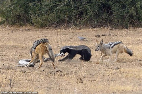 Chó rừng chen ngang, trăn lớn bị con mồi xé xác