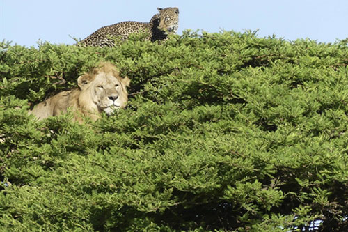 Sư tử leo lên cây bắt báo đốm: Quyết định sai lầm