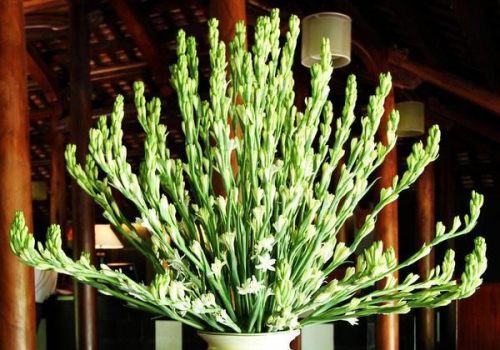 Ngày rằm: Bắt buộc phải đặt loại hoa này lên bàn thờ nếu muốn 'thức tỉnh' Thần Tài, đầu tư 'bách phát trúng'