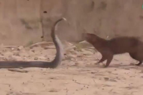 CLIP: Rắn hổ mang chúa đại chiến cầy Mangut