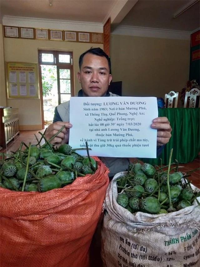 Bắt đối tượng giấu 3 yến quả thuốc phiện tươi - 1 Bắt đối tượng giấu 3 yến quả thuốc phiện tươi - 1