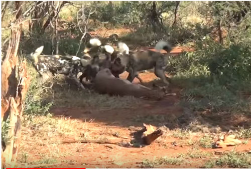 CLIP: Đàn chó hoang xé xác linh dương Impala