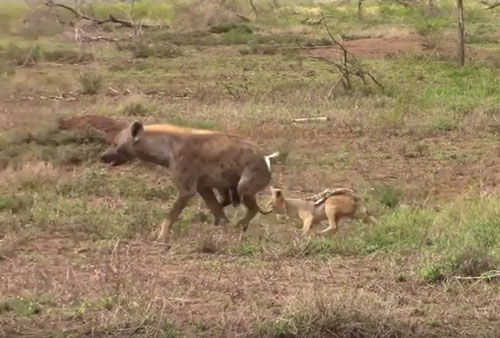 CLIP: Chó rừng tấn công linh cẩu bảo vệ lãnh thổ