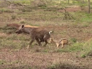 CLIP: Chó rừng tấn công linh cẩu bảo vệ lãnh thổ