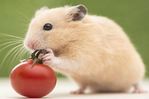 Số trời đã định, 4 con giáp này có đường tình duyên lận đận, ảm đạm nhất năm 2020