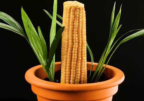 CLIP: Những mẹo vặt làm vườn 'tuyệt đỉnh' mà bạn có thể muốn thử ngay