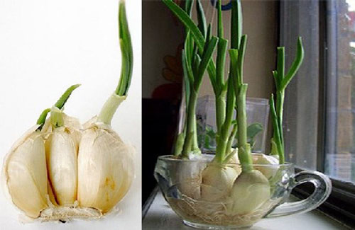 Có 2 cây này trong nhà đảm bảo gia đình bạn chẳng bao giờ có bóng dáng con muỗi