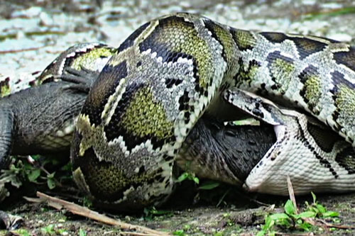 Quá non kinh nghiệm, cá sấu bị trăn khổng lồ đoạt mạng trong ‘nháy mắt’