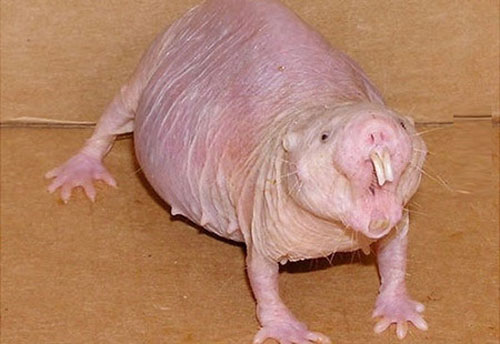 Những loài động vật kỳ dị nhất thế giới khiến bạn hết hồn