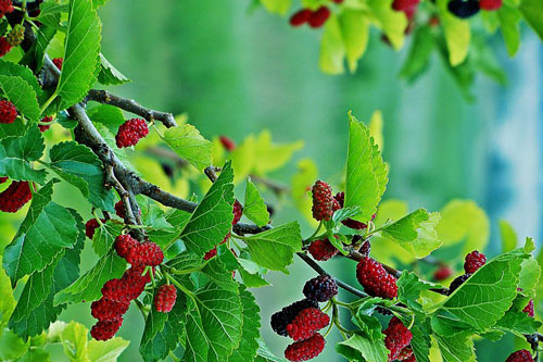 Biết được mẹo này khi trồng cây, không sớm thì muộn gia đình yên ấm, tiền tài ào ào