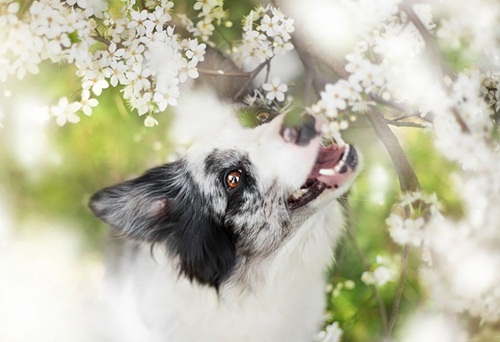 Hai năm tới có những con giáp này gánh hết lộc trời, cuộc sống viên mãn không ai sánh bằng