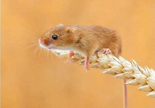 Con giáp nào ít vận hạn nhất năm Canh Tý 2020, cuộc sống viên mãn, chẳng bao giờ thiếu tiền