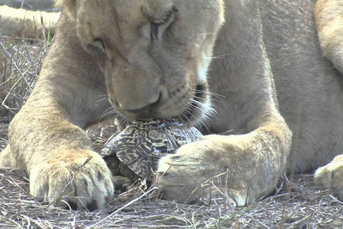 CLIP: Sư tử ‘bất lực’ trước sự cứng cáp của rùa cạn