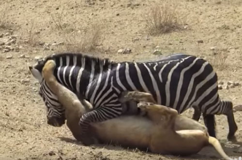 CLIP: Những pha săn mồi đỉnh cao của sư tử