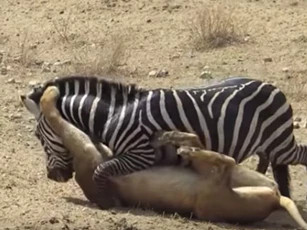 CLIP: Những pha săn mồi đỉnh cao của sư tử