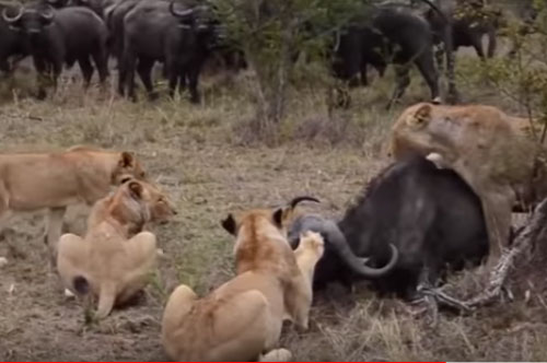 CLIP: Trâu rừng chết thảm trong vòng vây đàn sư tử