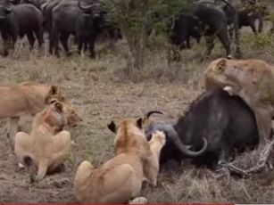 CLIP: Trâu rừng chết thảm trong vòng vây đàn sư tử