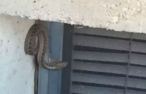 Chuyển vào nhà mới, cặp vợ chồng phát hiện ổ rắn hơn 150 con dưới nền nhà