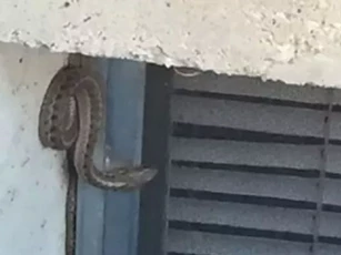 Chuyển vào nhà mới, cặp vợ chồng phát hiện ổ rắn hơn 150 con dưới nền nhà