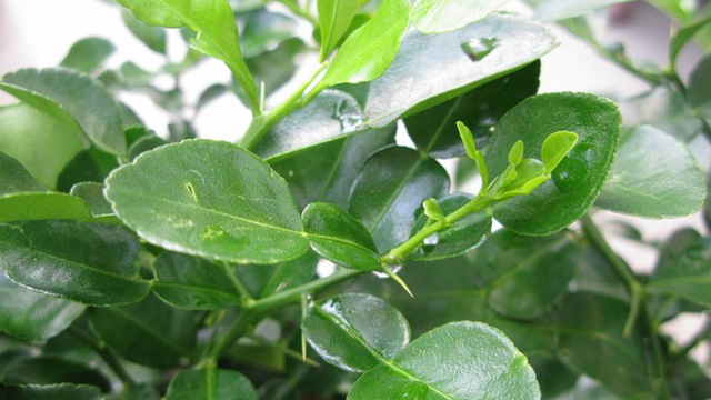 Nhiều người dùng lá chanh ăn cùng gà luộc nhưng không biết đến tác dụng này