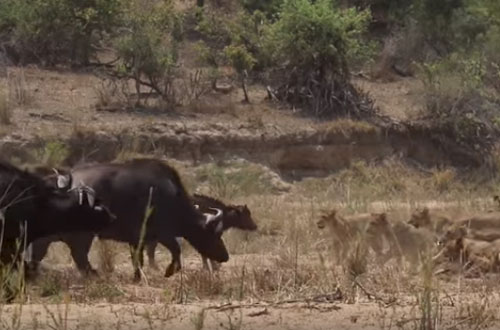 CLIP: Đàn trâu rừng đại chiến sư tử bảo vệ đồng loại