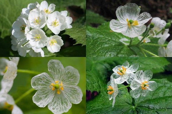 Ngắm loài hoa "tàng hình" trắng muốt, bị ướt trở nên trong suốt như pha lê khiến ai cũng ngỡ ngàng