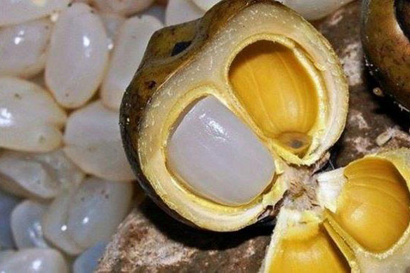 Bất ngờ với công dụng tuyệt vời của loại hạt vừa ngon vừa bổ mà rất nhiều người Việt vẫn bỏ phí