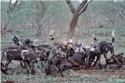 CLIP: Linh dương đầu bò tan xương nát thịt dưới nanh vuốt đàn chó hoang