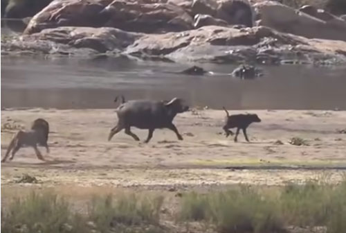 CLIP: Đàn trâu rừng tấn công sư tử giải cứu con non