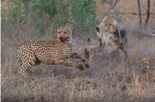 CLIP: Báo săn bỏ chạy hoảng loạn khi bị linh cẩu cướp mồi